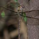 Image of Gynacantha mexicana