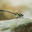 Image of Stylogomphus malayanus