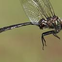 Image of Somatochlora whitehousei