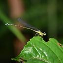 Image of Sinosticta sylvatica
