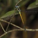 Image of Philogangidae