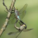 Image of Anax parthenope