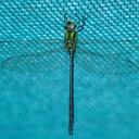 Image of Remartinia rufipennis