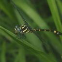 Image of Macrogomphus parallelogramma