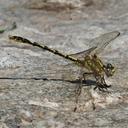 Image of Progomphus herrerae