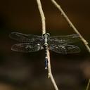 Image of Macrogomphus seductus