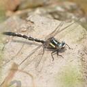 Image of Trigomphus agricola