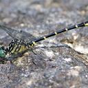 Image of Stylogomphus albistylus