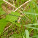 Image of Arigomphus cornutus