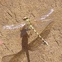 Image of Phyllogomphoides joaquini