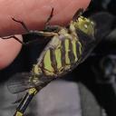 Image of Phyllogomphoides major