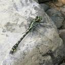 Image of Shaogomphus schmidti