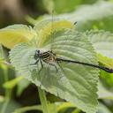 Image of Leptogomphus elegans