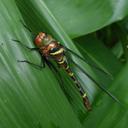 Image of Macromia cingulata
