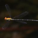 Image of Neoneura carnatica