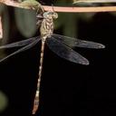 Image of Lestinogomphus silkeae