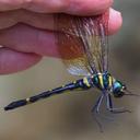 Image of Macromia unca