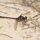 Image of Phanogomphus diminutus