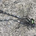 Image of Hylogomphus adelphus
