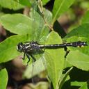 Image of Hylogomphus abbreviatus