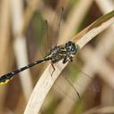Image of Hylogomphus geminatus