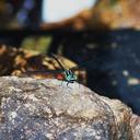 Image of Leptogomphus gestroi