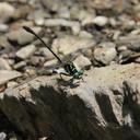 Image of Stylogomphus changi