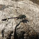 Image of Lamelligomphus risi