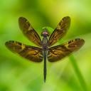 Image of Rhyothemis obsolescens