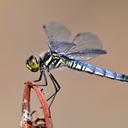 Image of Deielia phaon