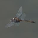 Image of Epitheca petechialis