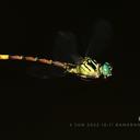 Image of Phaenandrogomphus asthenes