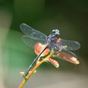 Image of Progomphus lepidus