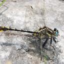 Image of Phanogomphus graslinellus