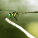Image of Tetrathemis hyalina