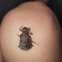 Image of Melanocacus mungo
