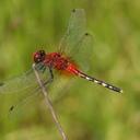 Image of Diplacodes luminans