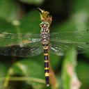 Image of Zygonoides fraseri