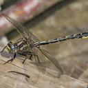 Image of Phanogomphus borealis