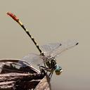 Image of Austroepigomphus turneri