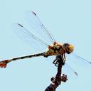 Image of Paragomphus obliteratus