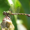 Image of Paragomphus nyasicus