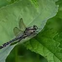 Image of Shaogomphus postocularis