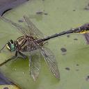 Image of Phanogomphus australis