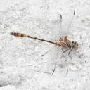 Image of Progomphus alachuensis
