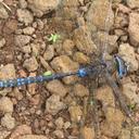 Image of Rhionaeschna galapagoensis