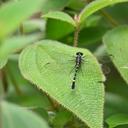 Image of Merogomphus femoralis