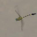 Image of Lamelligomphus camelus