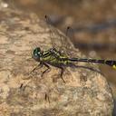 Image of Hylogomphus parvidens