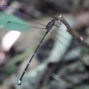 Image of Philogeniidae